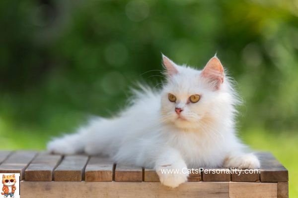 Turkish Angora Cat