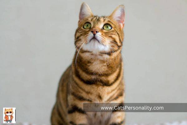 Brown Cat Breed