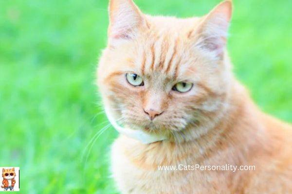 White Long Haired Cat Breeds