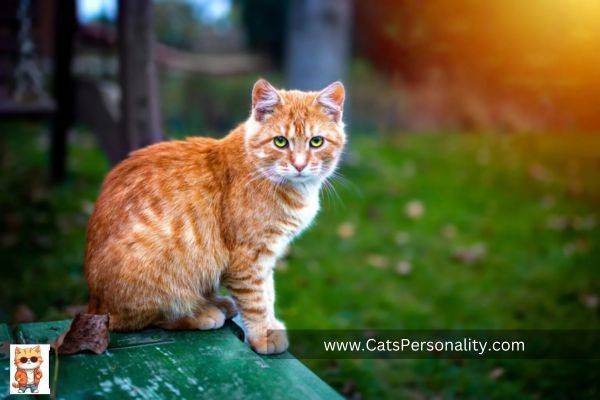 Maine Coon