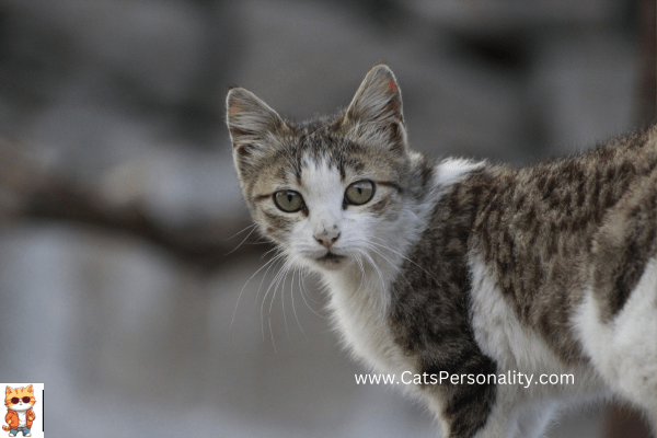 Blue Cat with Yellow Eyes