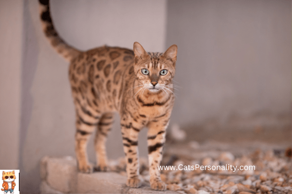 Savannah Cats