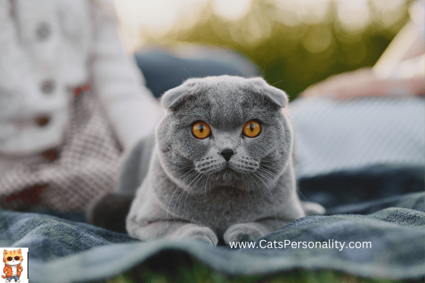 Short Haired Cat Breeds