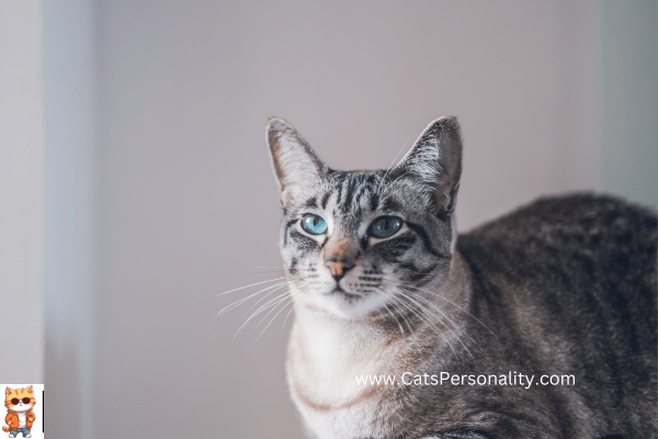 Russian blue cat