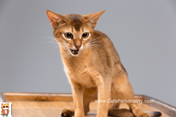 Mekong Bobtail